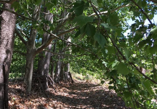 Casa en Nono - Cabaña del Bosque Casa en Nono - Cabaña del Bosque